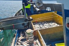Pesca 9