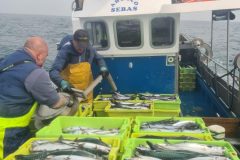 Pesca 8