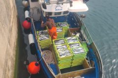 Pesca 5