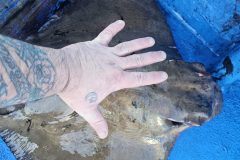 Pesca 14