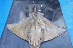 Pesca 15