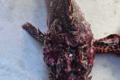 Pesca 13